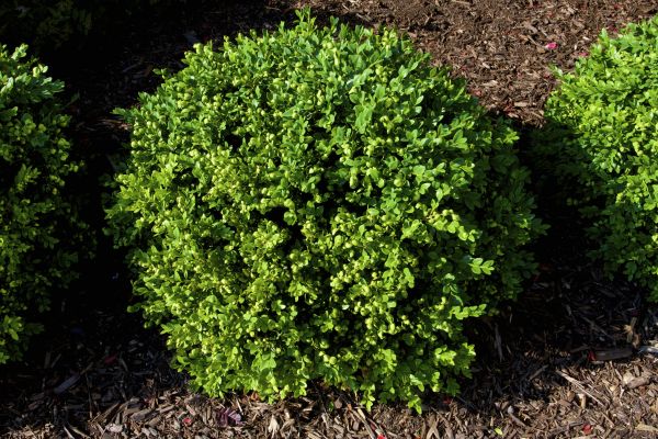 Boxwood Removal in Brick