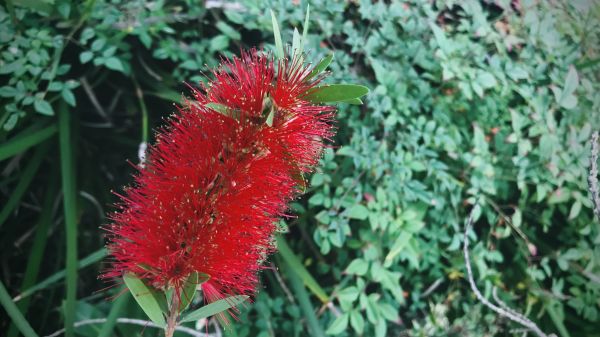 Cost of Bottlebrush Pruning in Brick