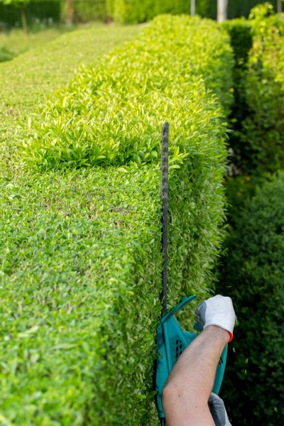 Hedge Trimming in Brick